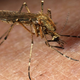 Illustration for article titled Mosquitoes Don't Even Need To Bite Us, Study Shows